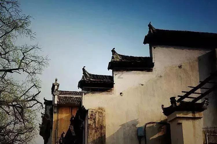 新华全媒+|安徽:湿地为迁徙候鸟提供“生态驿站”